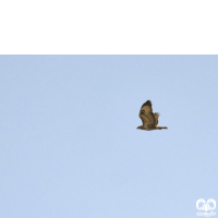 گونه سارگپه پا بلند Long-legged Buzzard